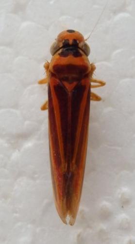 Réf. 207 081 : Poeciloscarta sp.